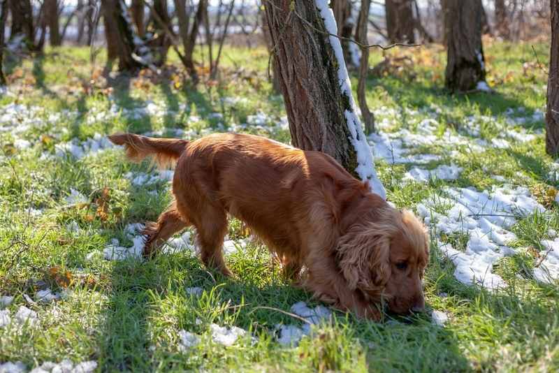 Сколько живет английский кокер-спаниель по человеческим меркам?