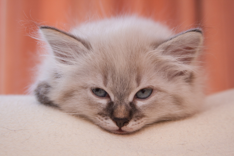 FIP у котят заметен сразу