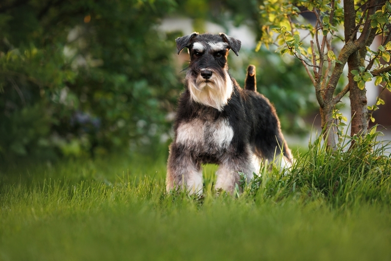 Цвергшнауцер прекращает набирать вес в 10 месяцев