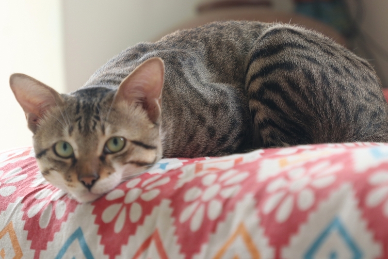 Кошка, у которой выпадают зубы, нуждается в уходе