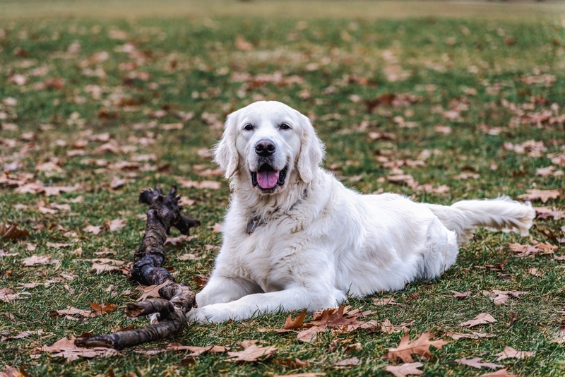 У собак породы ретривер есть предрасположенность к дерматиту