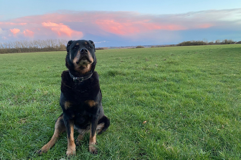 Заболевание ротвейлера может проявляться дрожанием мышц