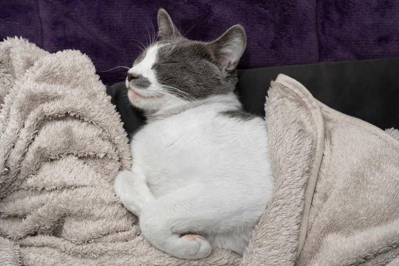 Может ли кошка сильно замерзнуть на улице зимой?