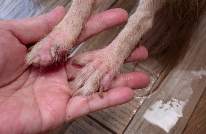 Клещ под кожей у собаки на лапах