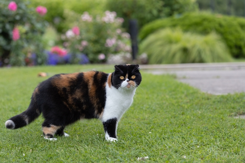 Вес шотландской вислоухой кошки зависит от питания