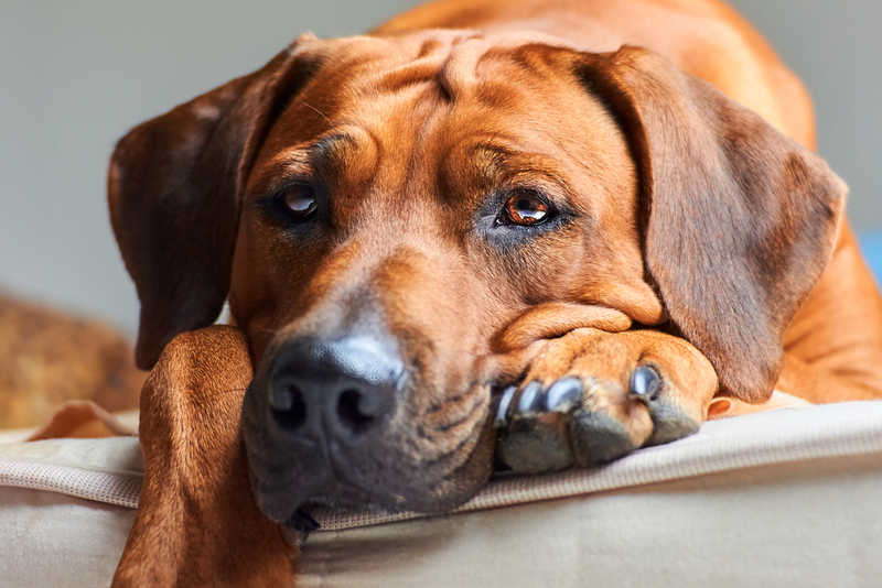 Один из признаков мочекаменной болезни у собак – апатия