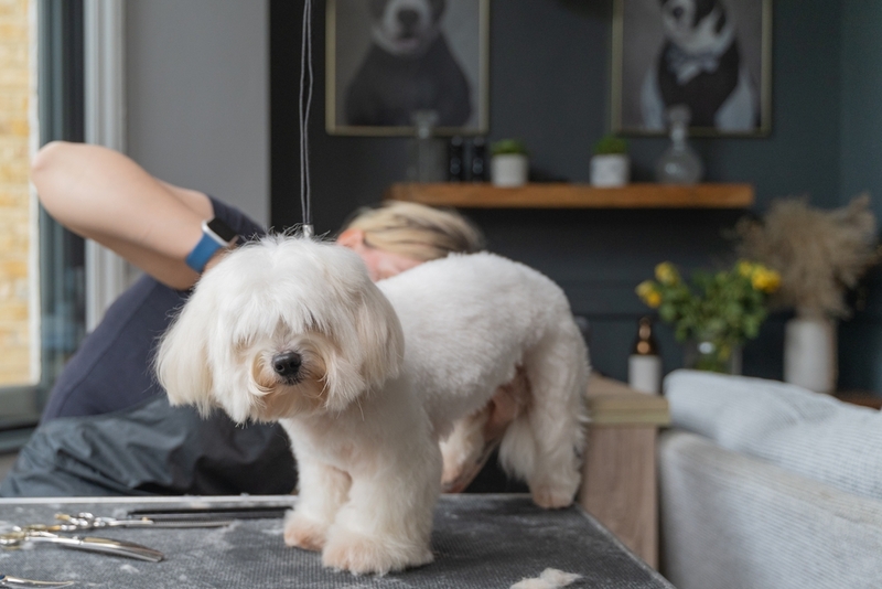 Собака, относящаяся к породе болонка, нуждается в стрижке