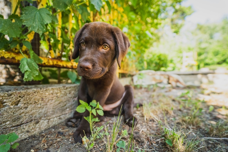 Когда начинать воспитание коричневого лабрадора?