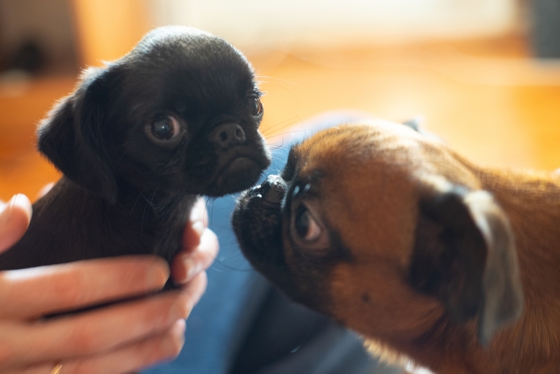 Определить, сколько прожила собака гриффон, можно по зубам