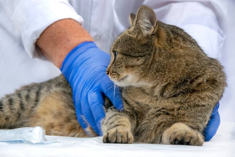 Пиометра у кошки: что это такое, симптомы, лечение, опасность