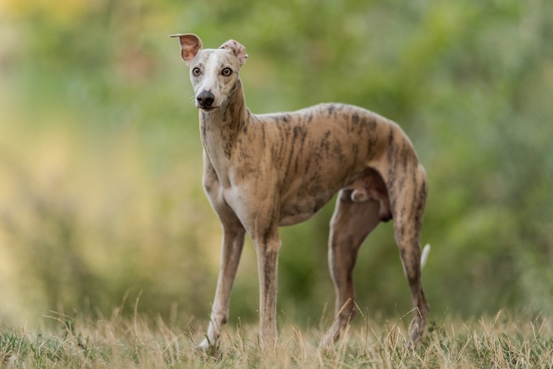 Нагрузки влияют на то, до скольких лет проживет уиппет