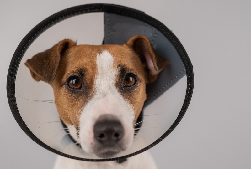 Лечение блефарита у собак включает ношение защитного воротника