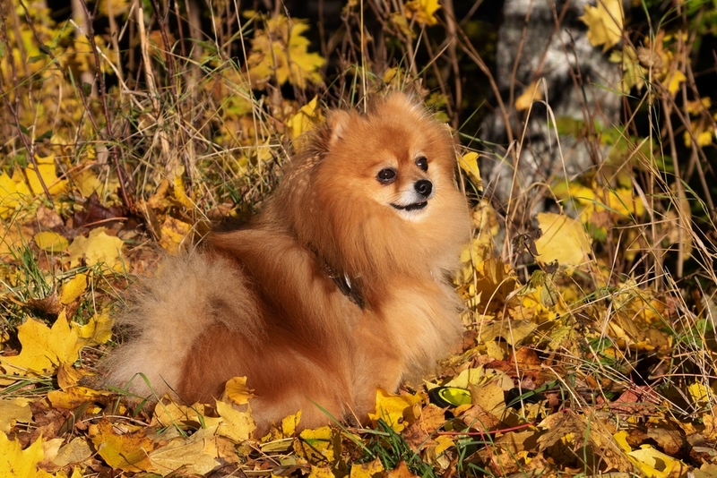 Кличка для мальчика шпица может быть немецкой по происхождению