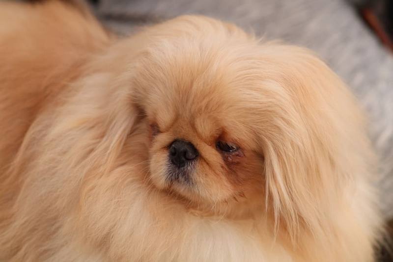 Если вес пекинес отклоняется от нормы, нужно обратиться к ветеринару