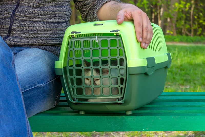 Как развеселить кота с помощью путешествия?