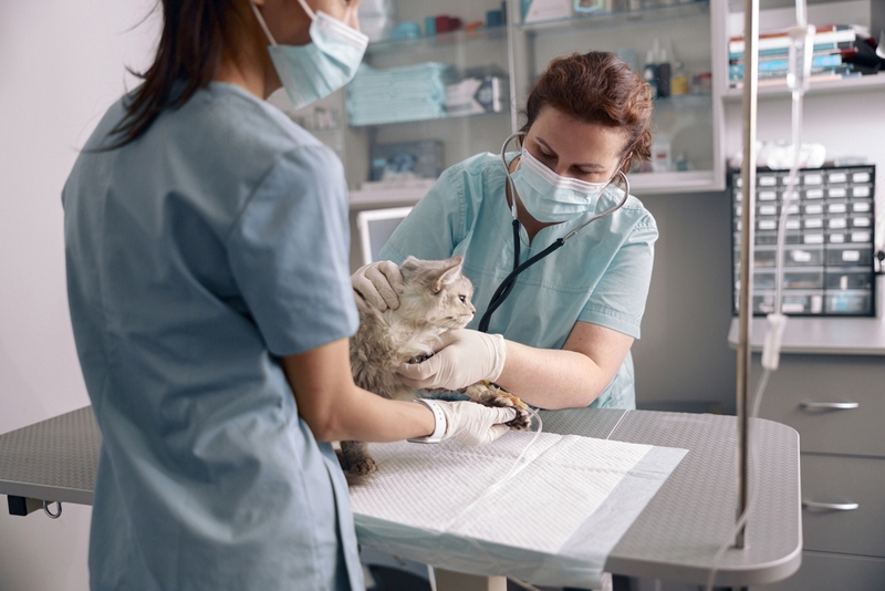 Коту с холециститом могут назначить капельницы