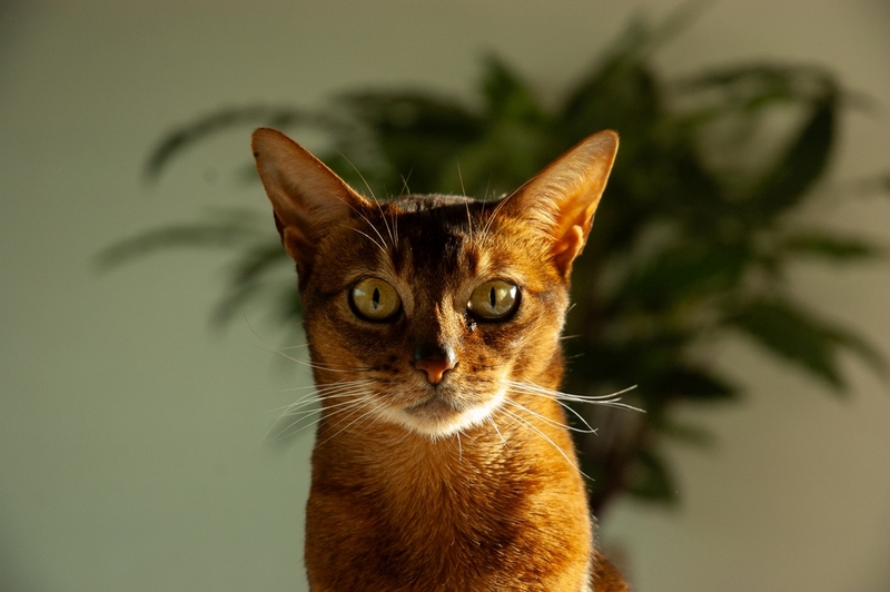 Вес абиссинской кошки растет по месяцам