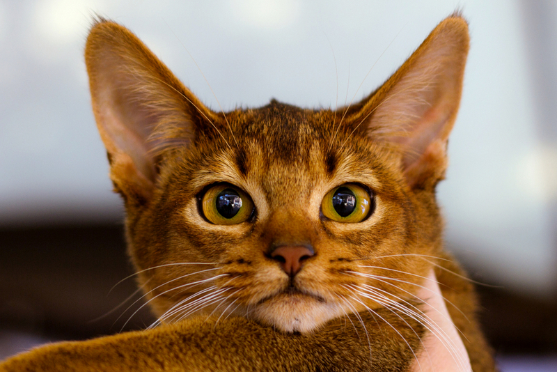 Владельцу важно знать, сколько длится течка у абиссинской кошки