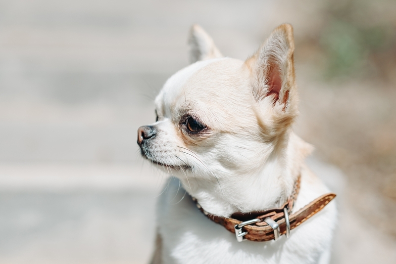 Какой характер у белой чихуахуа?