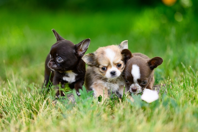 Материнский инстинкт может сделать чихуахуа злой