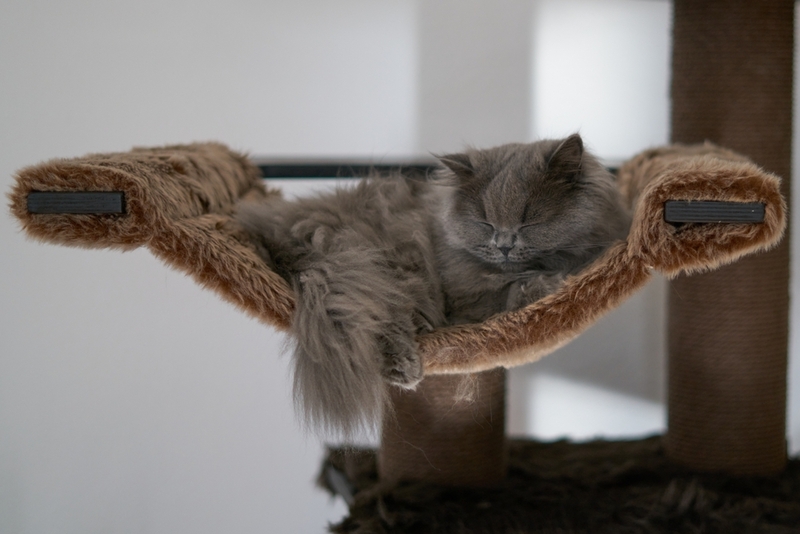 Пушистая серая кошка спит на лежанке