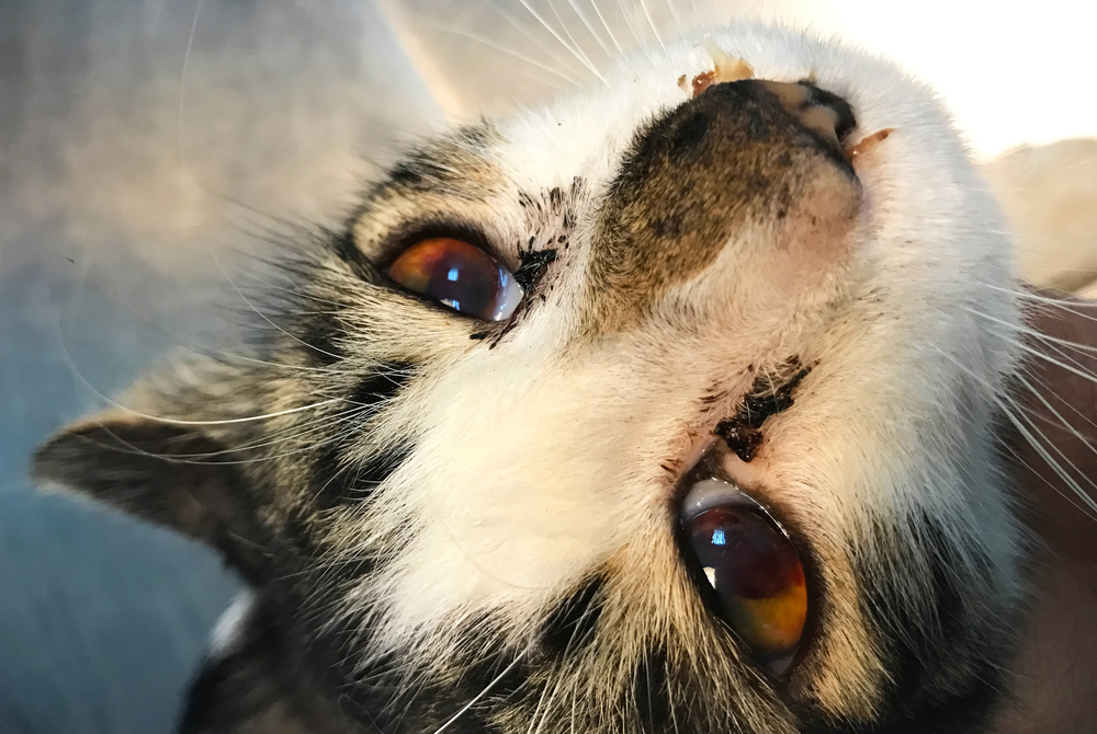 Симптомы увеита у кошки