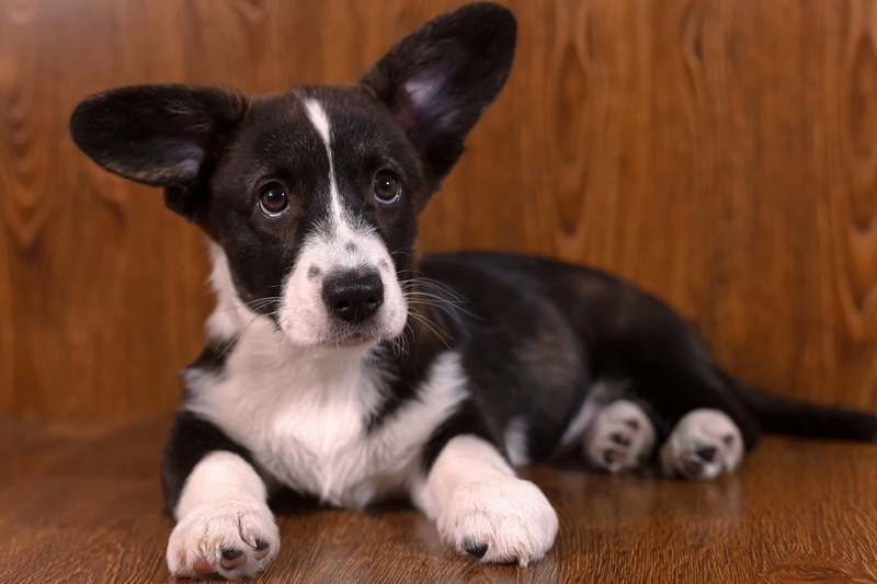 Милый черный корги