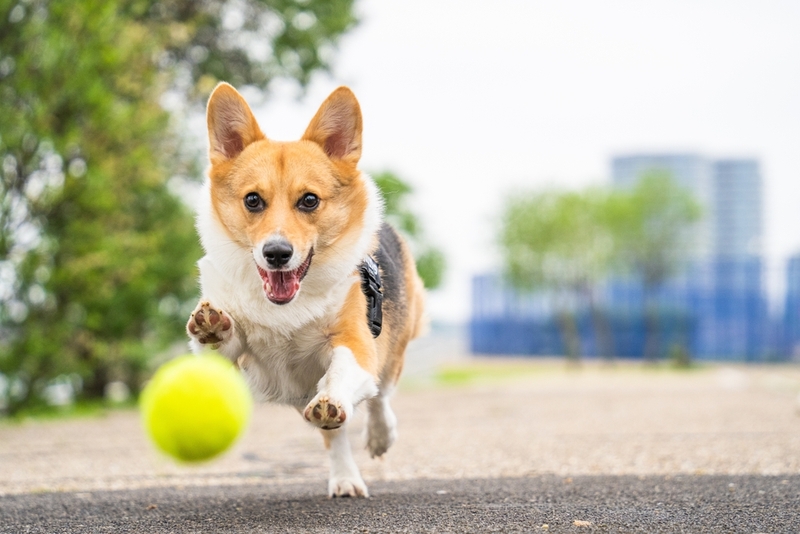 Пятнистый пес корги
