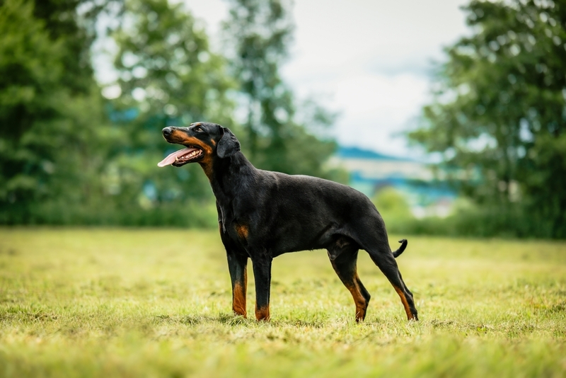 Нагрузки влияют на то, сколько весит доберман