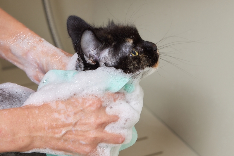 Кошке с блошиным дерматитом назначат мытье шампунем