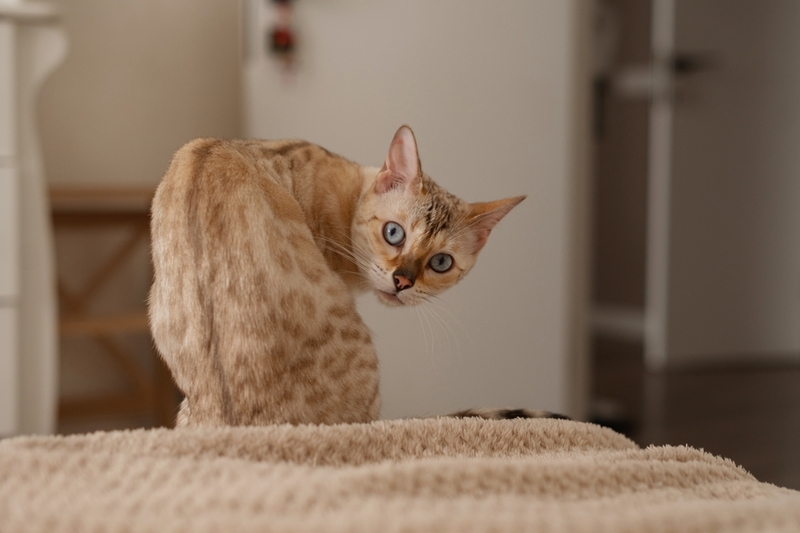 Течка у бенгальской кошки проходит циклично