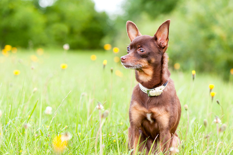 Во время беременности и после родов той-терьеру нужен особый уход