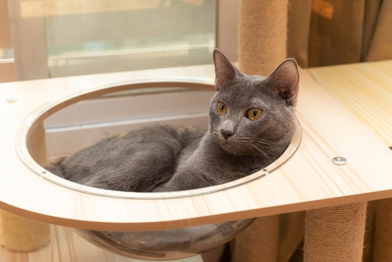 Корат — древняя порода умных кошек с покладистым характером