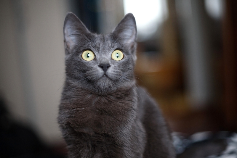 Срок жизни русской голубой кошки можно сравнить с возрастом человека