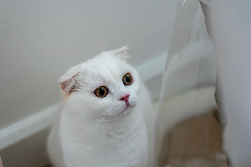 Как хозяину подобрать имя для шотландского кота?