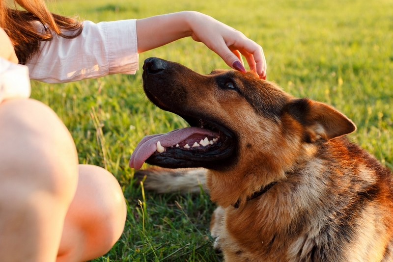 Во время течки у немецкой овчарки наблюдаются выделения