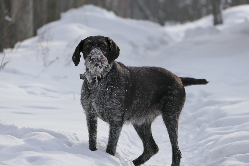 То, сколько проживет дратхаар, зависит от его условий содержания