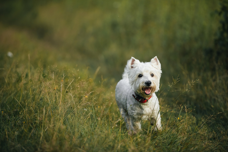 Владельцу надо знать, сколько живут вест-хайленд-уайт-терьеры в норме