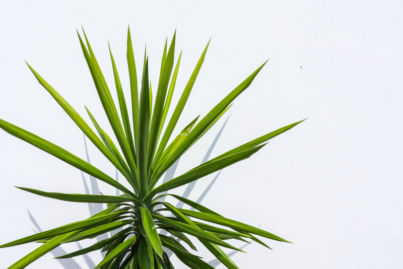 Юкка – растение, опасное для кошек и котов