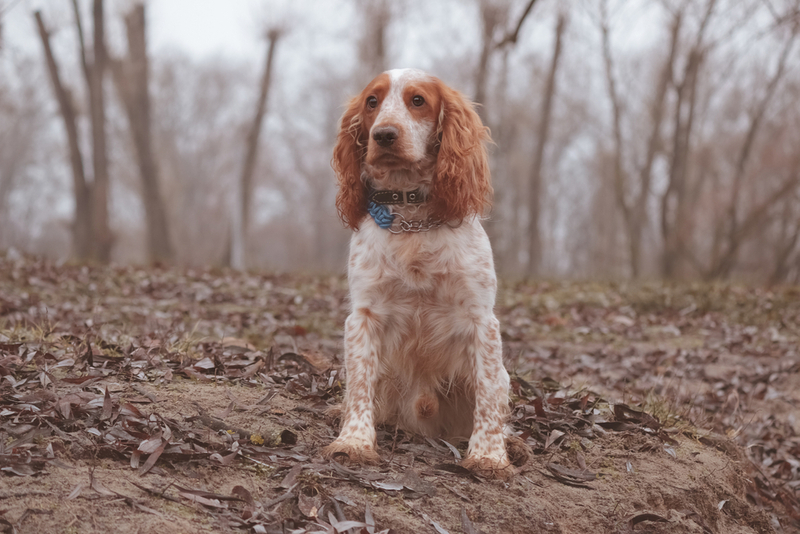 Русский спаниель – собака, недорогая в содержании