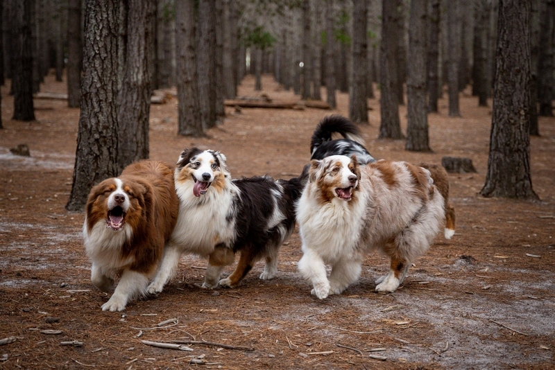 Кастрация влияет на то, сколько может прожить австралийская овчарка