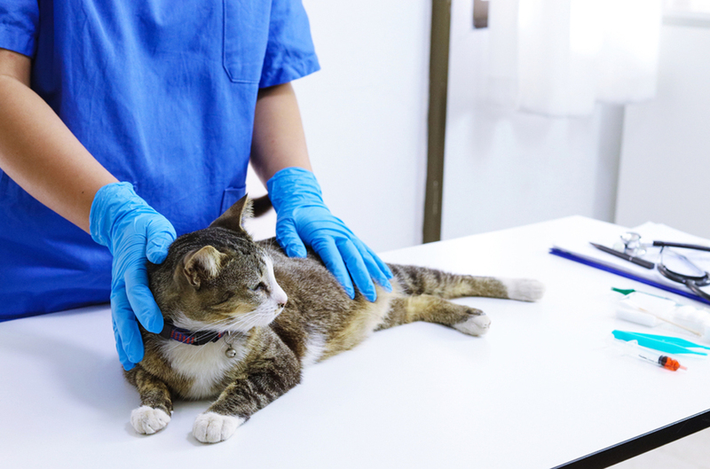 Кошкам с пиометрой назначат анализы