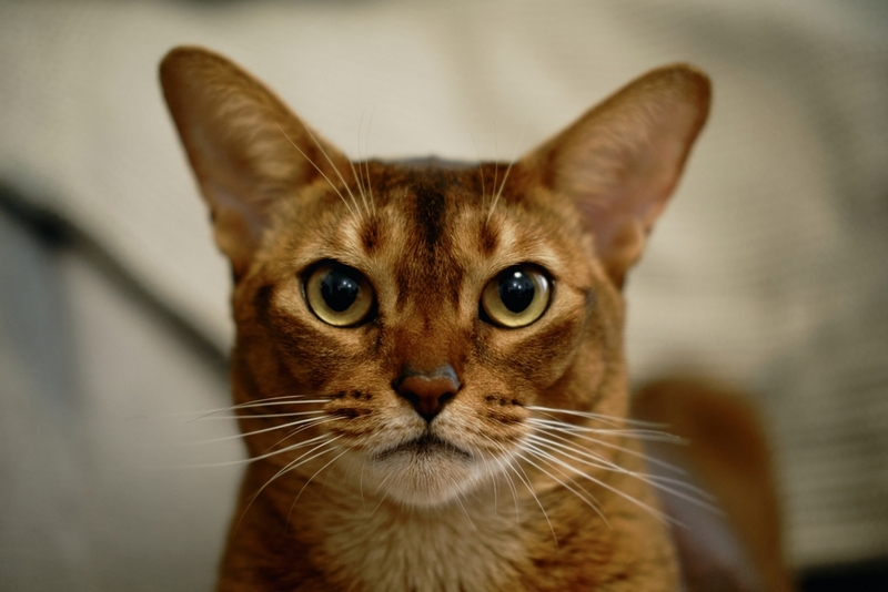Аллергенность абиссинских кошек увеличивается по мере взросления