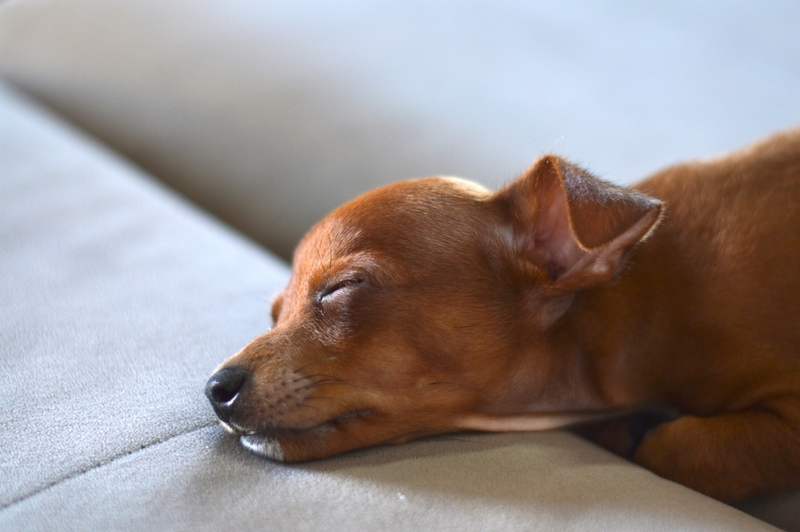 Молодые собаки также могут болеть лептоспирозом