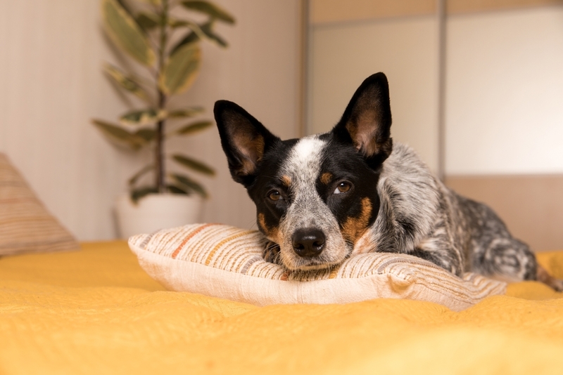 Тяжелее болеют токсоплазмозом пожилые собаки со сниженным иммунитетом