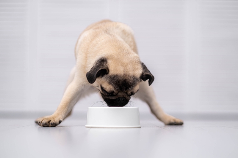 Как и чем кормить щенка мопса?