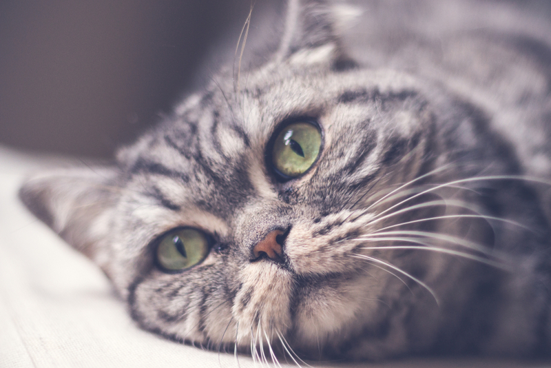 Стадий энцефалита у кошек бывает несколько