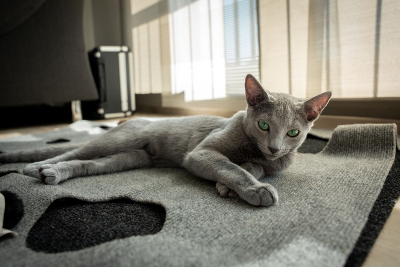 Кастрация влияет на продолжительность жизни русской голубой кошки