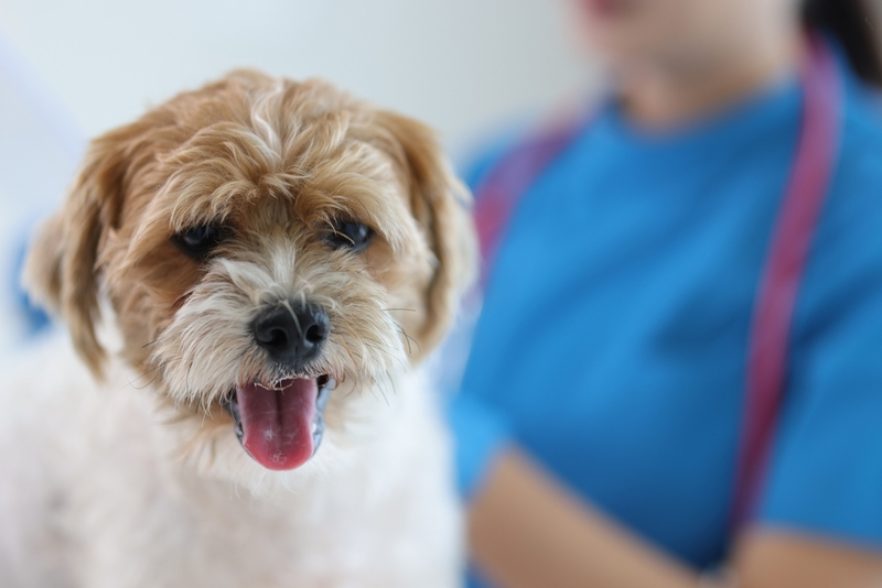 Собака может заразиться микоплазмами после контакта с зараженной особью