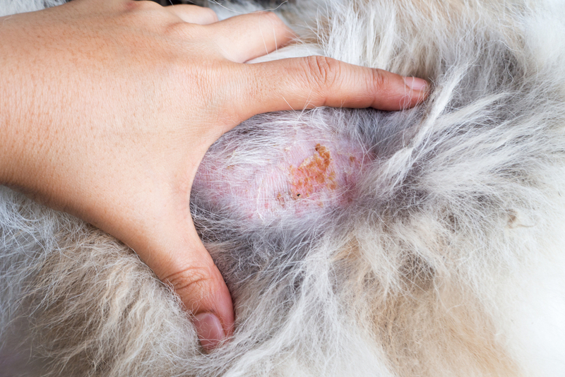 Кожные заболевания доставляют дискомфорт собаке